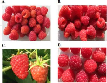 Tabela I.1 - Identificação das amostras de frutos frescos de Rubus idaeus L. usadas nos estudos  realizados no âmbito da tese
