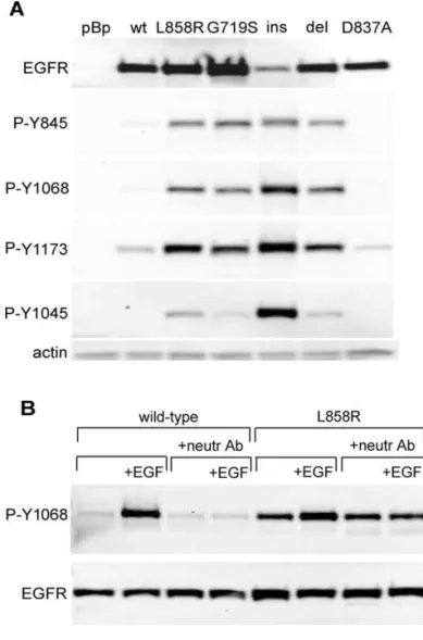 Figure 2. Ligand-Independent Activation of the Mutant EGFR (A) Cells expressing the wild-type or mutant EGFR were lysed and immunoblotted with antibodies to total EGFR or antibodies that recognize specific phosphorylation sites in the EGFR C-terminal tail 