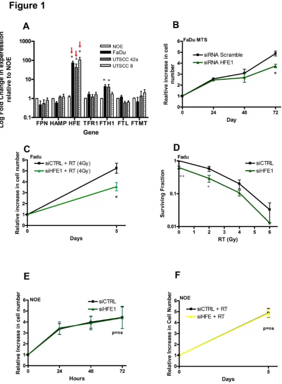 Figure 1.  HFE is overexpressed in HNSCC and knockdown preferentially reduced viability and clonogenicity in HNSCC cells compared to NOE cells