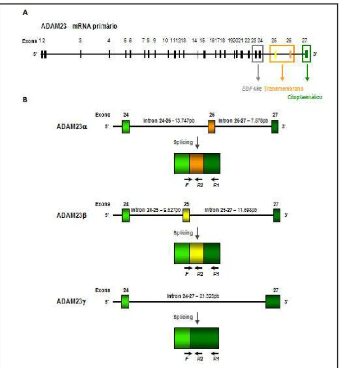 Figura 6 – RNA mensageiro primário do gene ADAM23 humano, destacando-se sua extremidade 3’,  o processo de splicing alternativo para as isoformas α, β e γ, e a localização dos iniciadores utilizados  para amplificar cada isoforma