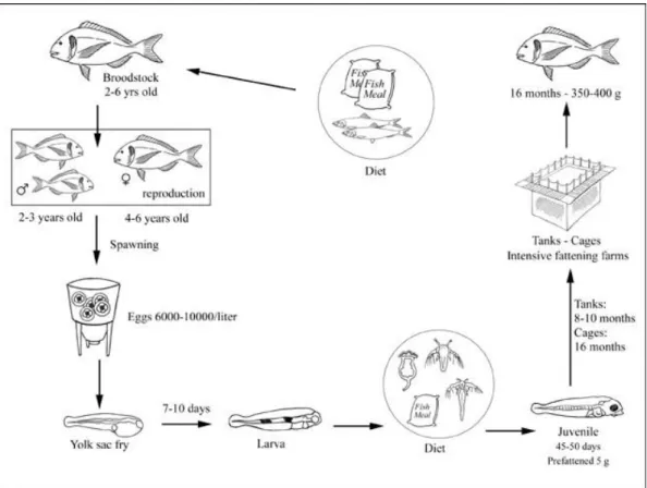 Figura 3 – Tipos de tanques de cultivo de dourada, com um exemplo de tanque larvar (A) e raceways para  crescimento de juvenis (B)