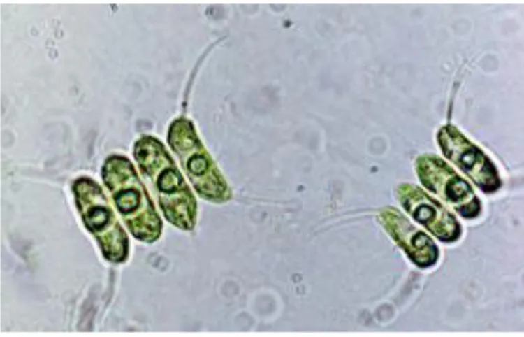 Figura 1. Scenedesmus sp. (http://www.ohio.edu/plantbio/vislab/algaeimage/pages/Scenedesmus.html)