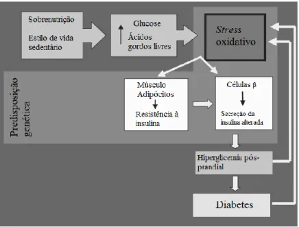 Figura  2.  O  stress  oxidativo,  resultante  dos  elevados  níveis  de  glucose e de ácidos gordos livres, é  responsável  pela  resistência  à  insulina  e  disfunção  das  células  β
