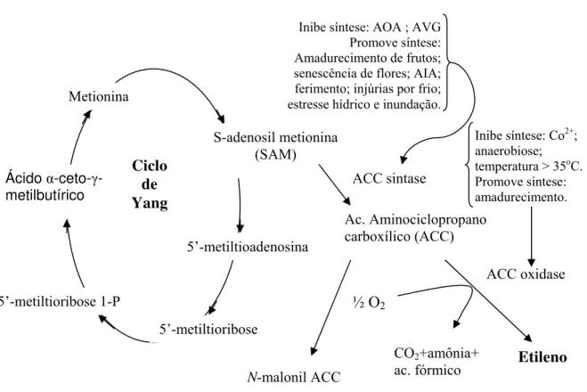 Figura 2- Esquema da via biossintética do etileno. (Modificado de Taiz &amp; Zeiger, 2004) 