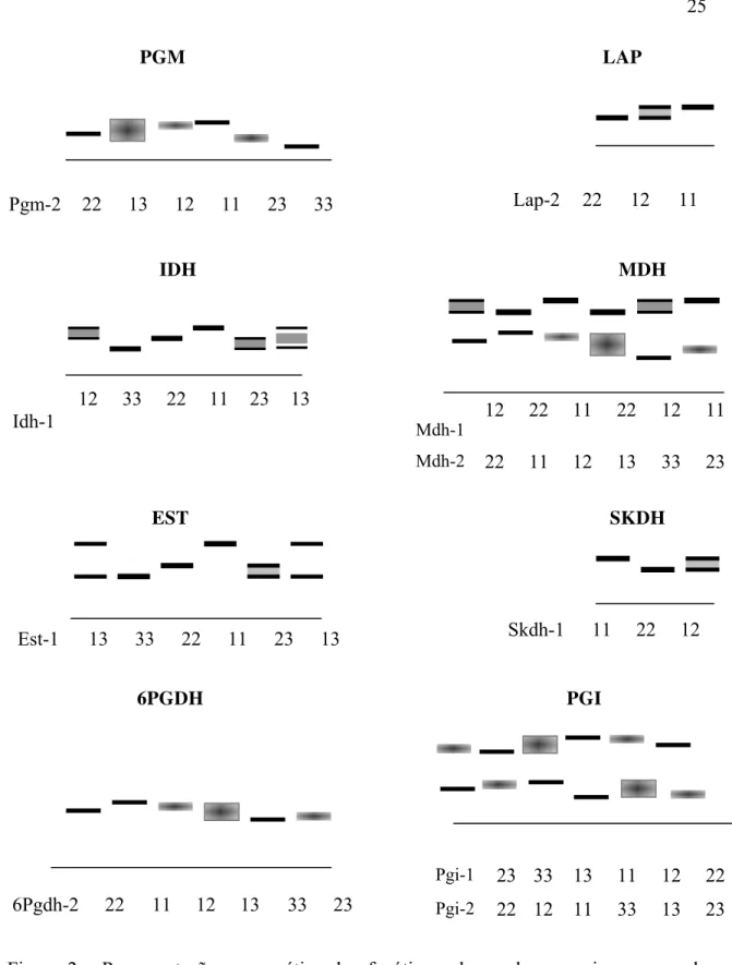 Figura 2 - Representação esquemática dos fenótipos observados nos zimogramas de  T.cassinoides nos sistemas PGM, LAP, IDH, MDH,  β -EST, SKDH, 6PGDH e  PGI e juntamente com seus respectivos genótipos 