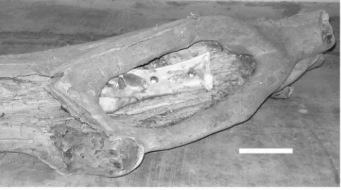 Figure 2. Macroscopic view of scratches. Documentation of claw- claw-produced scratches