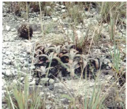 Figura 2 – Touceira de Encholirium pedicellatum no habitat 