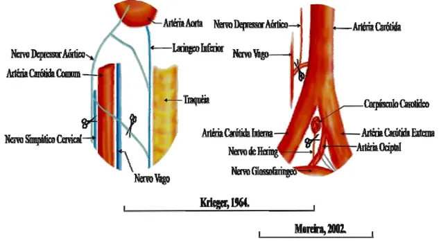 Figura 2 - Esquema ilustrativo especificando as secções dos barorreceptores e  quimiorreceptores durante a cirurgia de desnervação sinoaórtica