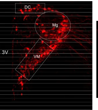 Figura 4 - Imunofluorescência para OT no PVN medial e caudal, indicando os subnúcleos  analisados: dorsal cap (DC), ventromedial (VM), magnocelular (Mg) e posterior  (post)