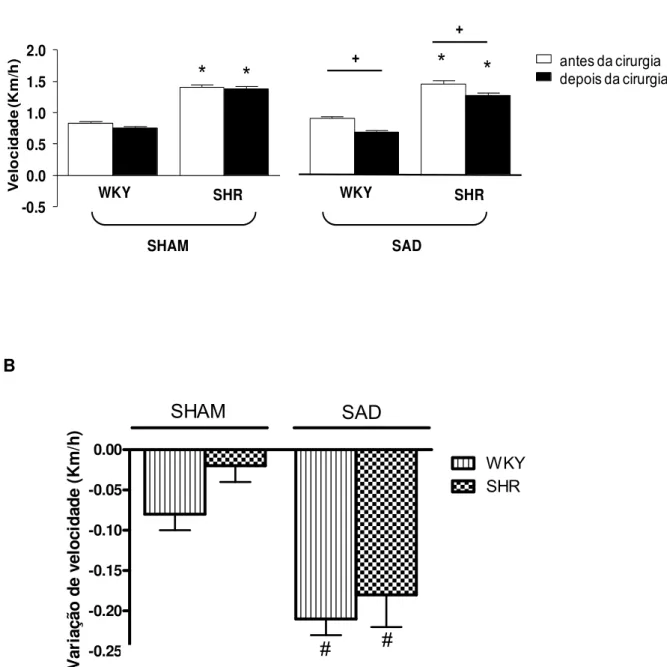 Figure 5 - A. Alterações do desempenho em esteira nos grupos WKY e SHR antes e após as  cirurgias SHAM e SAD