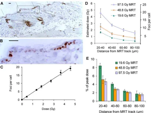 Figure 2. Immunohistochemical analysis of c-H2AX in murine skin sections excised 30 min after microbeam radiotherapy