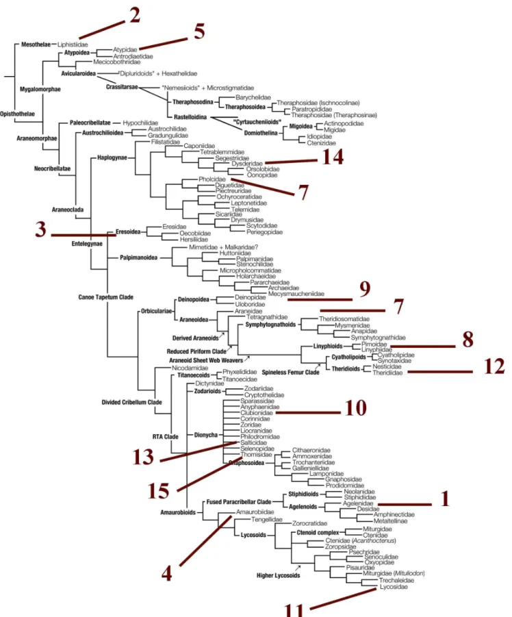 Figure 2. Fifteen selected spider species (see Table 2) representing the major phylogenetic lineages on a simplified phylogeny [35].