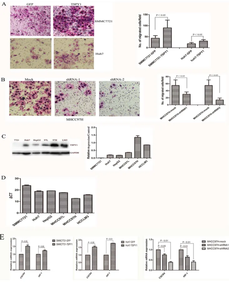 Figure 6. TSPY1 enhances invasion ablity of HCC cells. A, Over-expression of TSPY1 in SMMC7721 and Huh7 cells exhibited enhancing invasion ability compared to control cells (Data are shown as mean6SD, p ,0.05, 1006 )