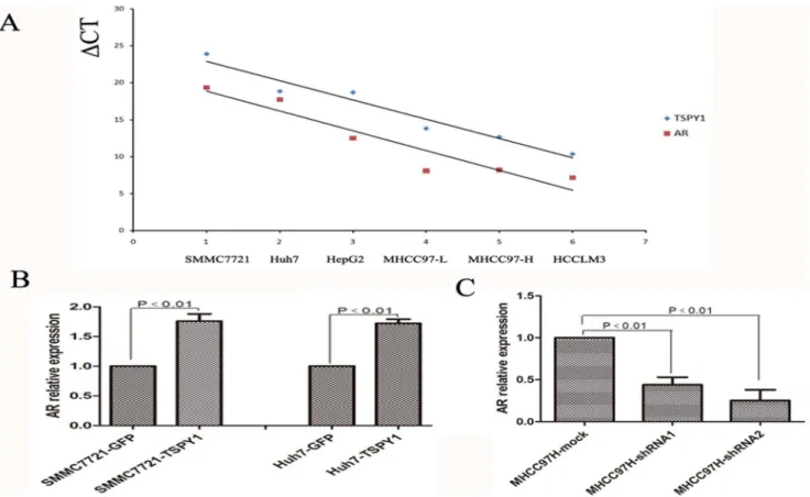 Figure 7. Over-expression of TSPY1 can up-regulate the expression of AR. A, TSPY1 and AR were similarly expressed among HCC cell lines analyzing by RT-PCR (gCT = CT TSPY1/AR 2CT b-actin )