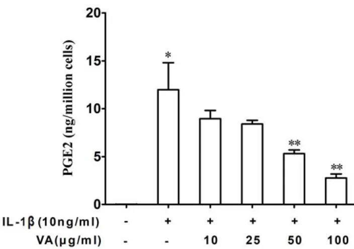 Figure 3A depicts a representative blot of the expression pattern of COX-2 in different culture conditions