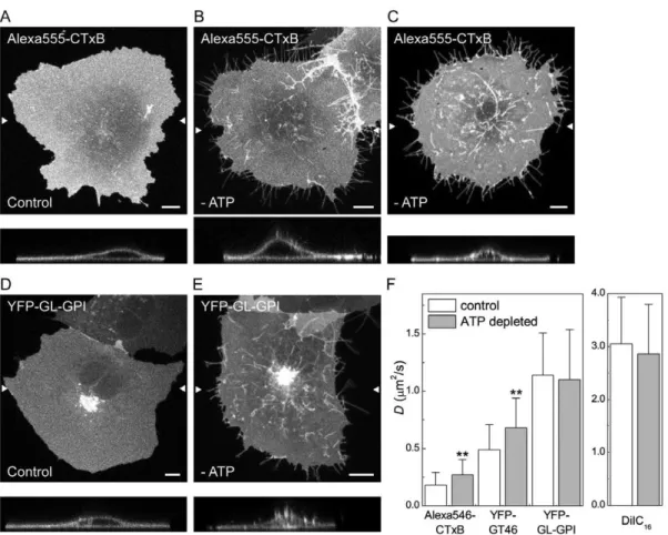 Table S1). Furthermore, both the D and M f values obtained for CTxB in MEFs were similar to those measured in COS-7 cells, which contain abundant caveolae, further suggesting that the slow diffusion of CTxB is not due to its interactions with caveolae.