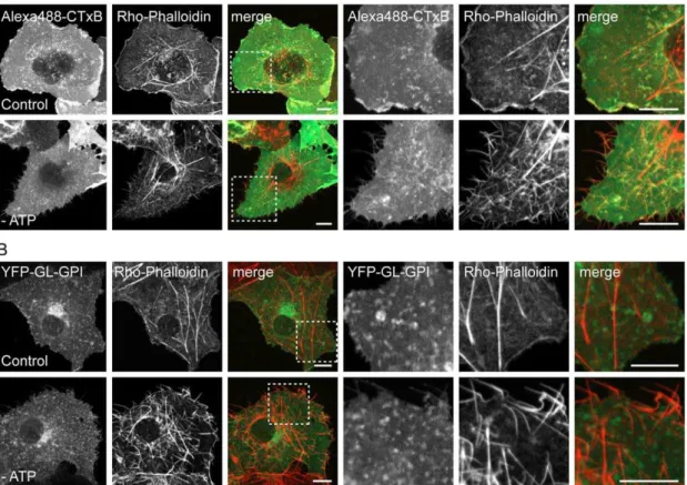 Figure 4. ATP depletion induces actin polymerization. Rhodamine-phalloidin labeling in mock-depleted and ATP depleted COS-7 cells (A) labeled with Alexa488-CTxB or (B) expressing YFP-GL-GPI