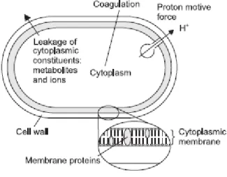 Figura 6: Localizações e mecanismos na célula bacteriana dos sítios de  acção  dos  componentes  dos  óleos  essenciais:  degradação  da  parede  celular;  dano  da  membrana  citoplasmática;  dano  das  proteínas  membranares;  fuga  dos  componentes  da 