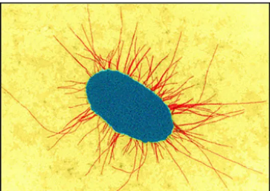 Figura 8 – Escherichia coli com  flagelos 3 . 