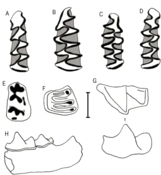 Fig. 3. Some small mammals from Canyars. A: first left lower mo- mo-lar (m1) Microtus (Terricola) duodecimcostatus (occlusal view);