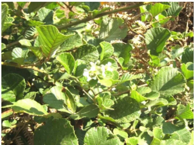 Fig 1: Entire plant of Rubus ellipticus Smith. 