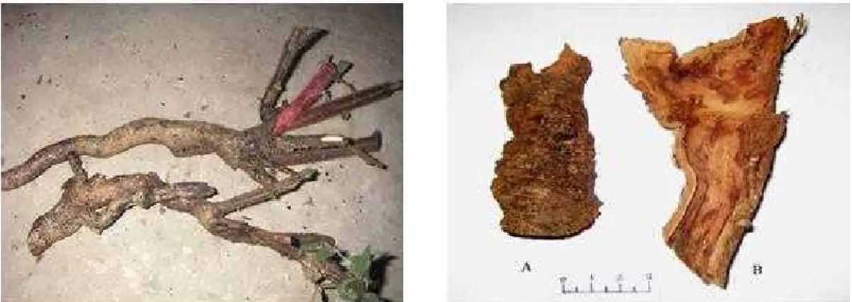 Fig 2: Entire root of Rubus ellipticus Smith   Fig 3: Root bark (A – Outer surface; B – Inner surface)  