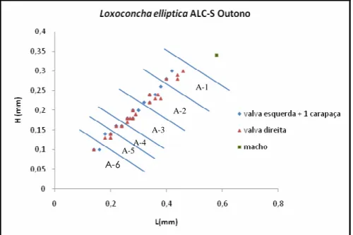 Figura 5.3 Gráfico da relação L/H - Loxoconcha elliptica em ALC-S, Outono 05, P1 (raso de maré)