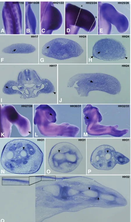 Fig. 1. FgfR1 expression pattern during chick forelimb development. Chick wings at HH17-33 stages were  pro-cessed for in situ hybridisation in whole-mounts (A-E, K-M) and in transversal/longitudinal sections (F-J, N-Q) using a probe for non isoform-specif