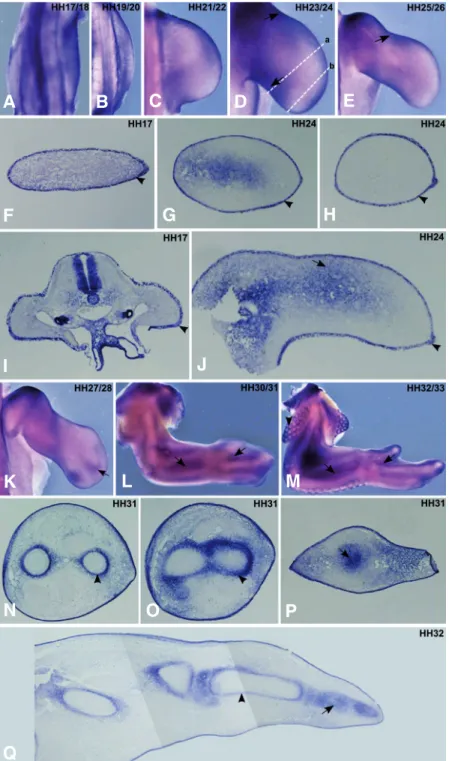Fig. 2. FgfR2 expression pattern during chick forelimb development.  Chick wings at HH17-33 stages were  pro-cessed for in situ hybridisation in whole-mounts (A-E, K-M) and transverse/longitudinal sections (F-J, N-Q) using a probe for non isoform specific 