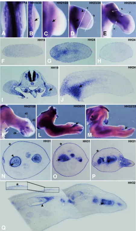 Fig. 3. FgfR3  expression pattern during chick forelimb development.  Chick wings at HH17-33 stages were  pro-cessed for in situ hybridisation in whole-mounts (A-E, K-M) and transverse/longitudinal sections (F-J, N-Q) using a probe for non isoform specific