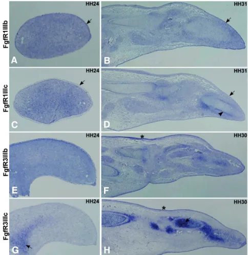 Fig. 5.  Section  in situ hybridization analyses of FgfR1IIIb, FgfR1IIIc, FgfR3IIIb and FgfR3IIIc  expres-sion patterns