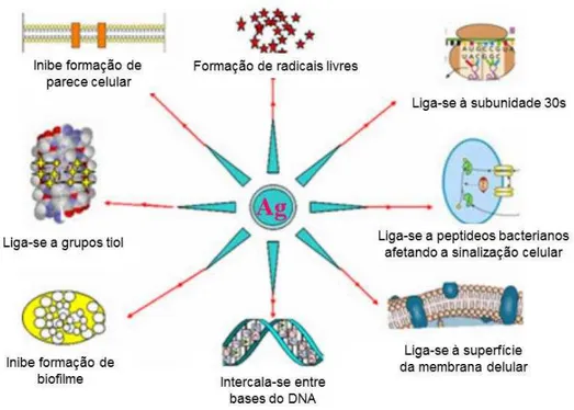 Figura 3 - Diferentes sítios de ação da prata 