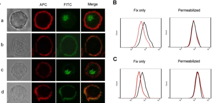Figure 5B and 5C, surface antibody levels were decreased after incubating at 37 u C for 1h, suggesting that the refined antibody has a similar ability to that of 1-17-2 to induce internalization.