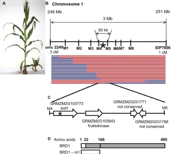 Figure 1. Mapping the maize brd1-m1 mutant. A Comparison of a gross morphology of a severe dwarf mutant brd1-m1 (on the right) and a wild type maize plant (on the left)