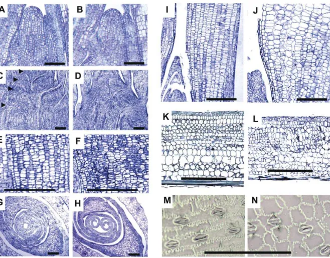 Figure S1 Variation in height of brd1-m1 mutant plants.