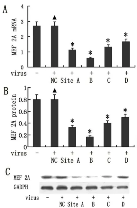 Fig 1. Lentiviral vector mediated knockdown of MEF 2A in mice aortic endothelial cells (MAECs).