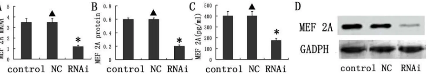 Fig 2. Knockdown of MEF 2A in vivo. (A) mRNA expression of MEF 2A in the plaques of the control, NC, and MEF 2A shRNA groups at week 10; (B) Protein expression of MEF 2A in the plaques of the control, NC, and shRNA groups; (C) The concentration MEF 2A in t