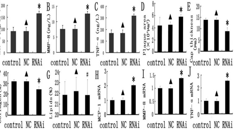 Fig 4. Inflammation gene expression and comparison of relative composition of plaques in the control, NC and MEF 2A RNAi groups