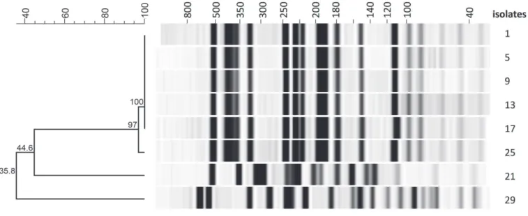 Fig 2. PFGE based typing with gel-view and dendrogram. Dice analysis indicates a very high relatedness in the outbreak-associated cluster