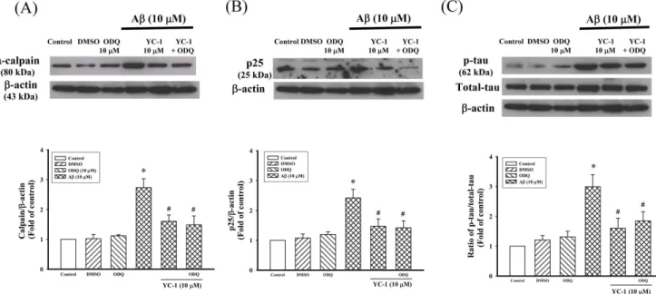 Figure 5. YC-1 enhanced the expression of Hsp70 in differentiated PC12 cells. (A) Effect of YC-1 (0.1–20 mM) on the expression of Hsp70 in differentiated PC12 cells
