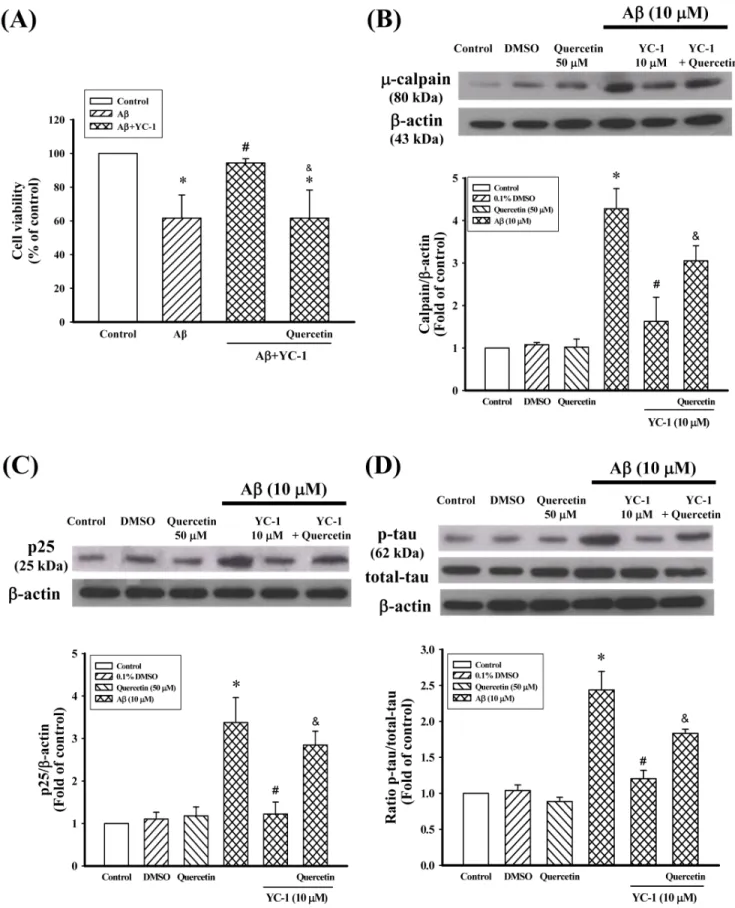 Figure 6. Hsp70 was involved in the inhibitory effects of YC-1 in differentiated PC12 cells