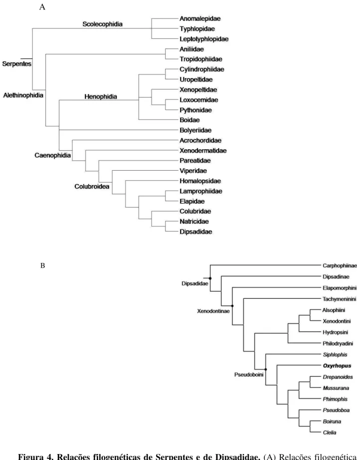 Figura 4. Relações filogenéticas de Serpentes e de Dipsadidae.  (A) Relações filogenéticas  de Serpentes, baseada em Wiens et