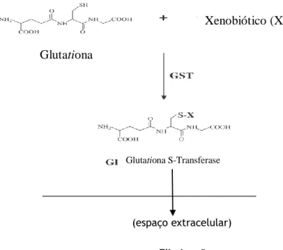 Figura 1: As GSTs catalizam a conjugação da glutationa (GSH), através do grupo sulfidril localizado no  seu centro electrolíticos