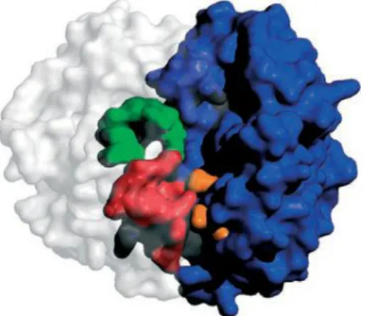 Figure  2  -  .  Monómero  da  enzima  Wild-type  GST.  Esta  figura  representa  a  subunidade  1  (branco)  e  a  subunidade 2 (azul)