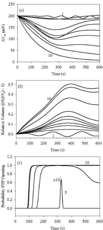 Figure 5. Dynamics of the IMM potential, mitochondrial volume and PTP opening probability for different initial cytosolic [Ca 2+ ] at fixed initial cytosolic [K + ] = 0.1 µM