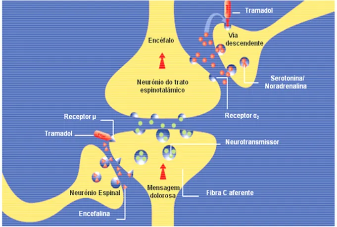 Figura 2.1 - Desenho esquemático dos mecanismos de ação conhecidos do cloridrato de tramadol