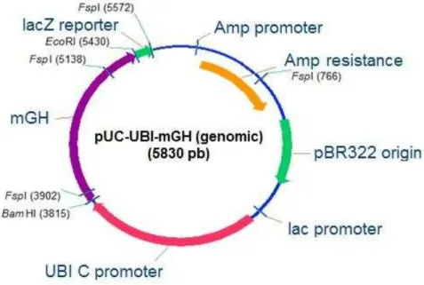 Fig. 11: Esquema do vetor pUBI-mGH-gDNA, mostrando o gene do mGH-gDNA clonado  entre os sítios Bam HI e Eco RI, sob controle do promotor da Ubiquitina  –  C, os sítios de  restrição para a enzima Fsp I, e outros elementos do vetor bacteriano de origem