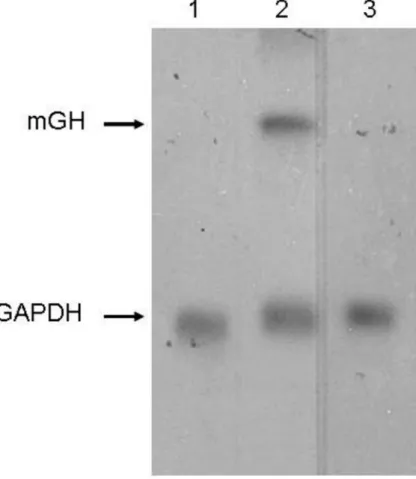 Fig. 4: Northern blotting utilizando um fragmento de cDNA de mGH como sonda. (1)  Queratinócitos humanos primários não-transduzidos