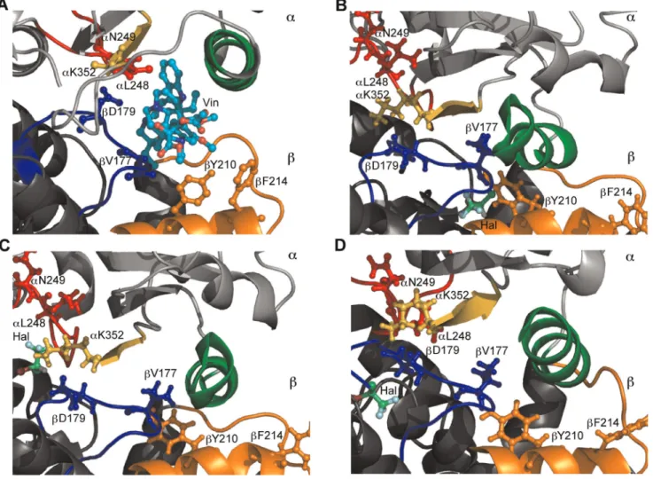 Figure 8. Halothane binding in the vinblastine-binding pocket. Red - loop aT7, Yellow – helix aH10, Green – strand aS9, Blue – loop bT5, Orange – helix bH6 and loop bH6-bH7