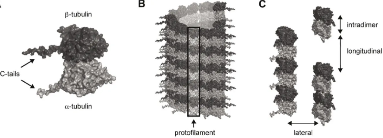 Figure 1. Tubulin in MT formation. (A) Tubulin dimer. Light grey –a-tubulin, Dark Grey – b-tubulin